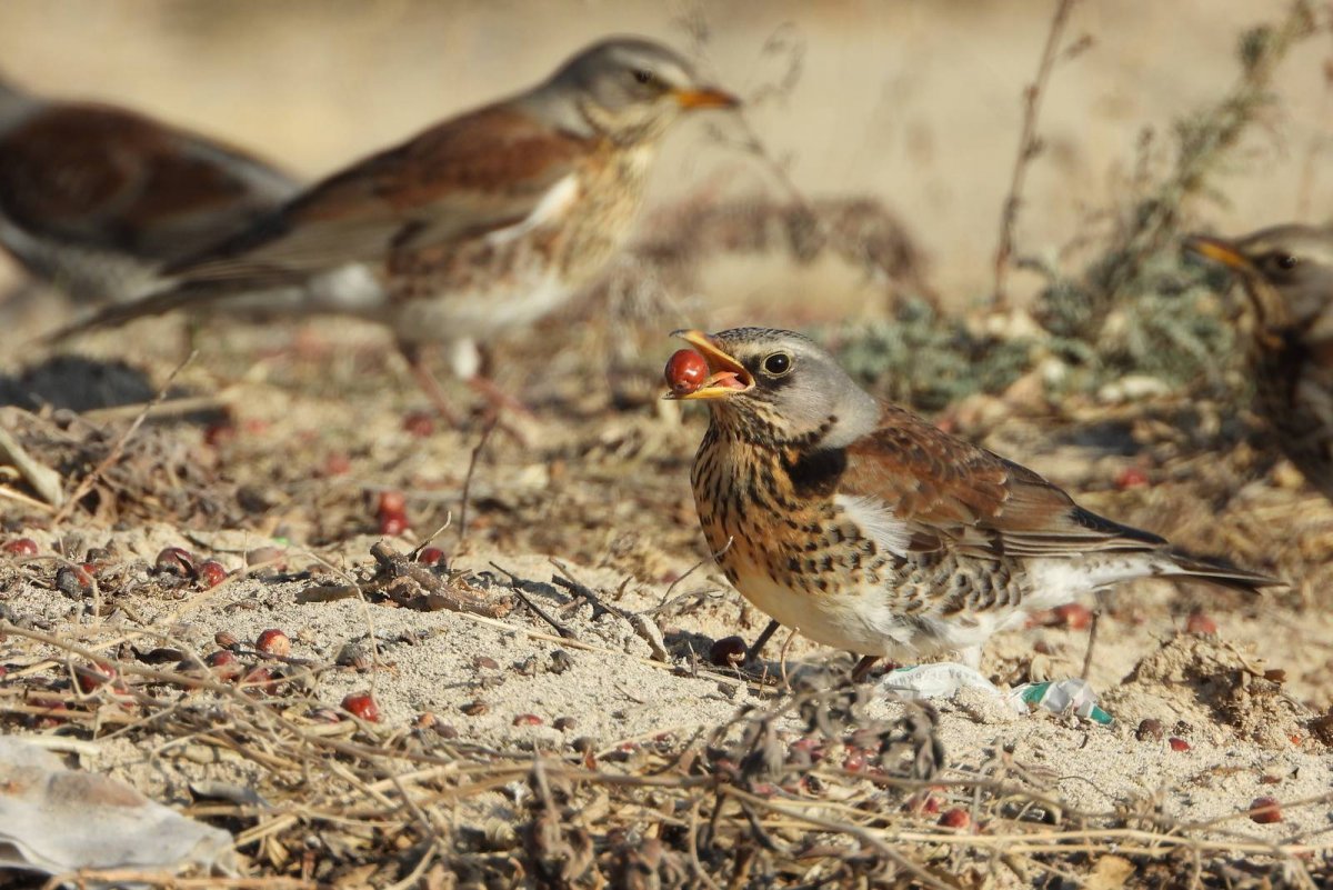 Скворец рябинник