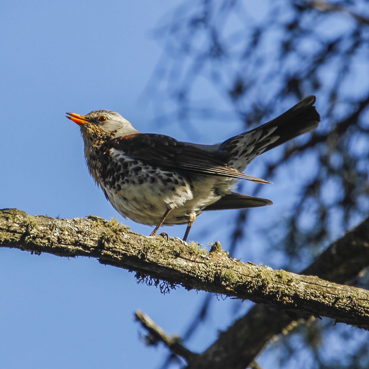 Вологда Дрозды рябинники