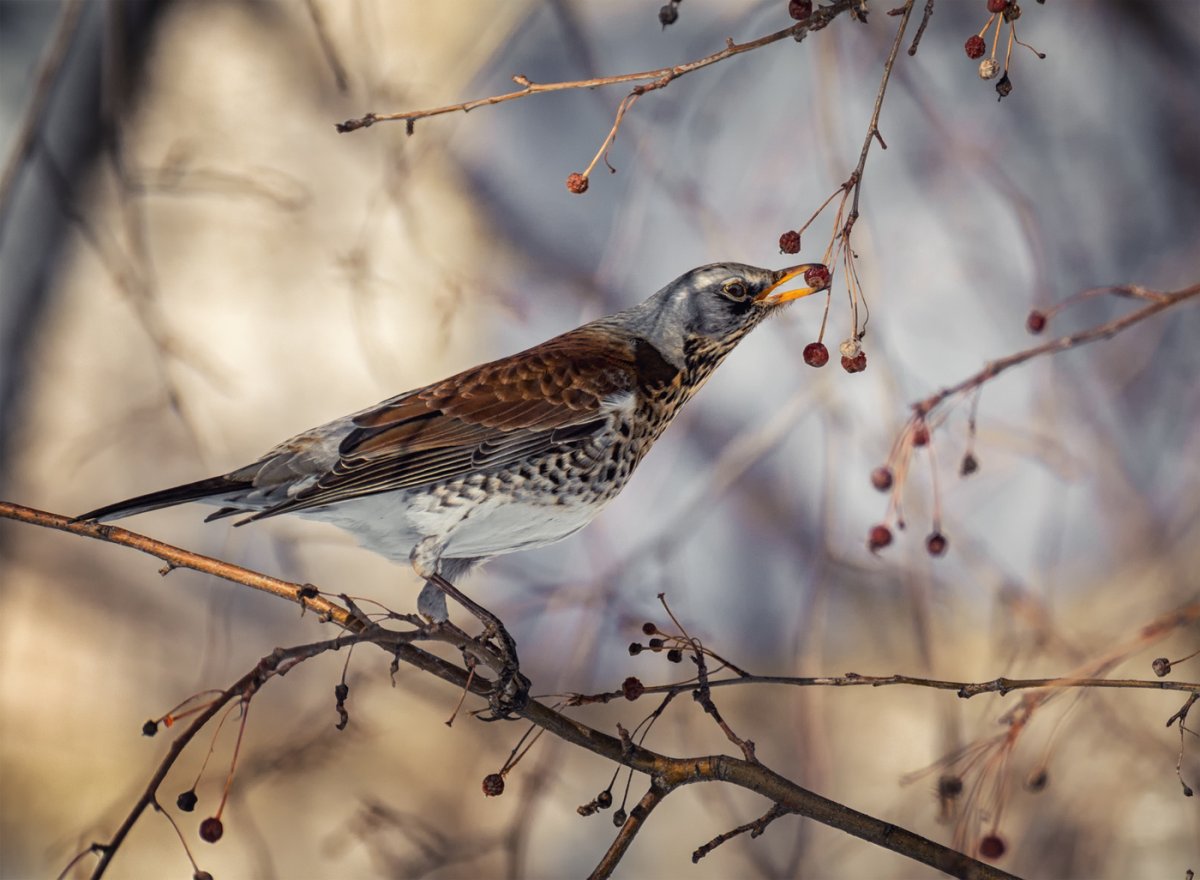 Молодой Дрозд рябинник