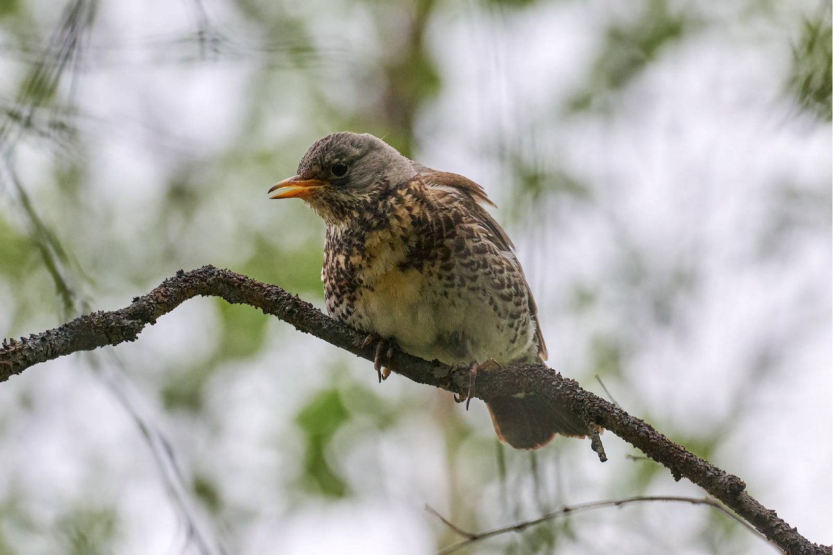 Дрозд рябинник зима
