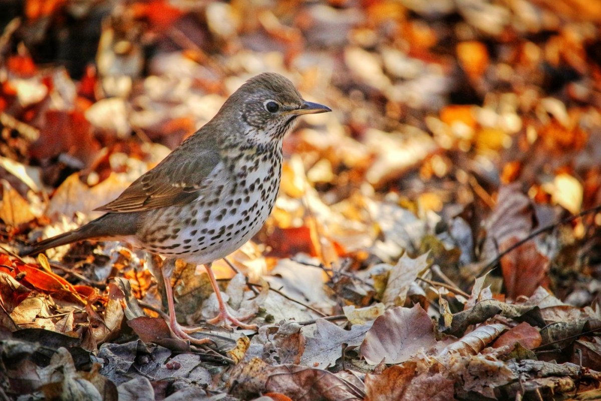 Щегол рябинник