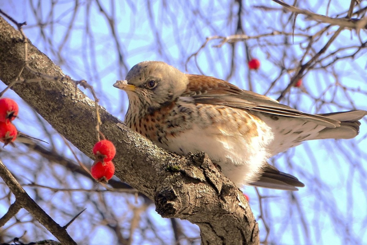 Дрозд рябинник размах крыльев