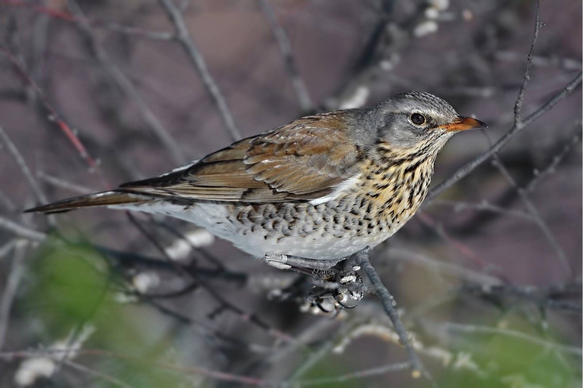 Рябинник (turdus pilaris