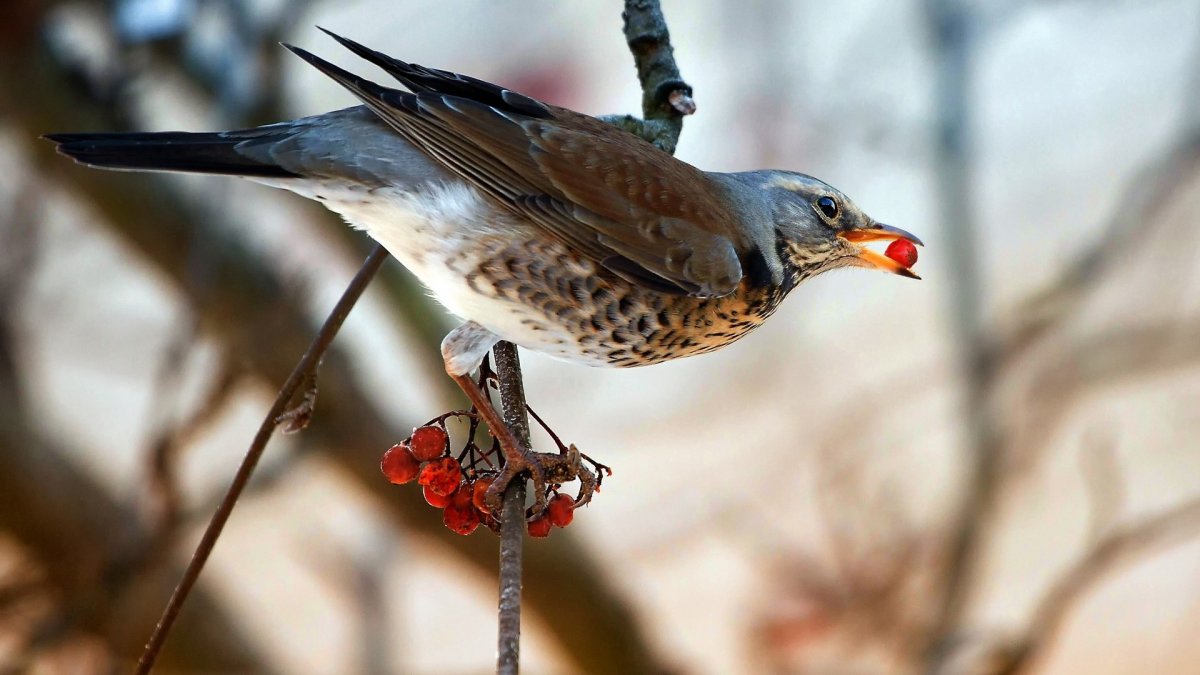 Рябинник Сибирь сентябрь 2021