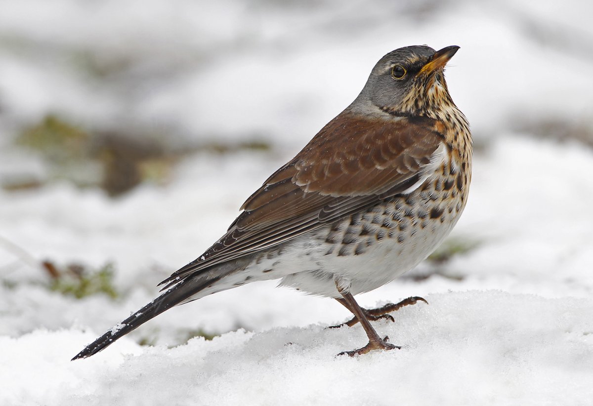 Хохлатые рябинники