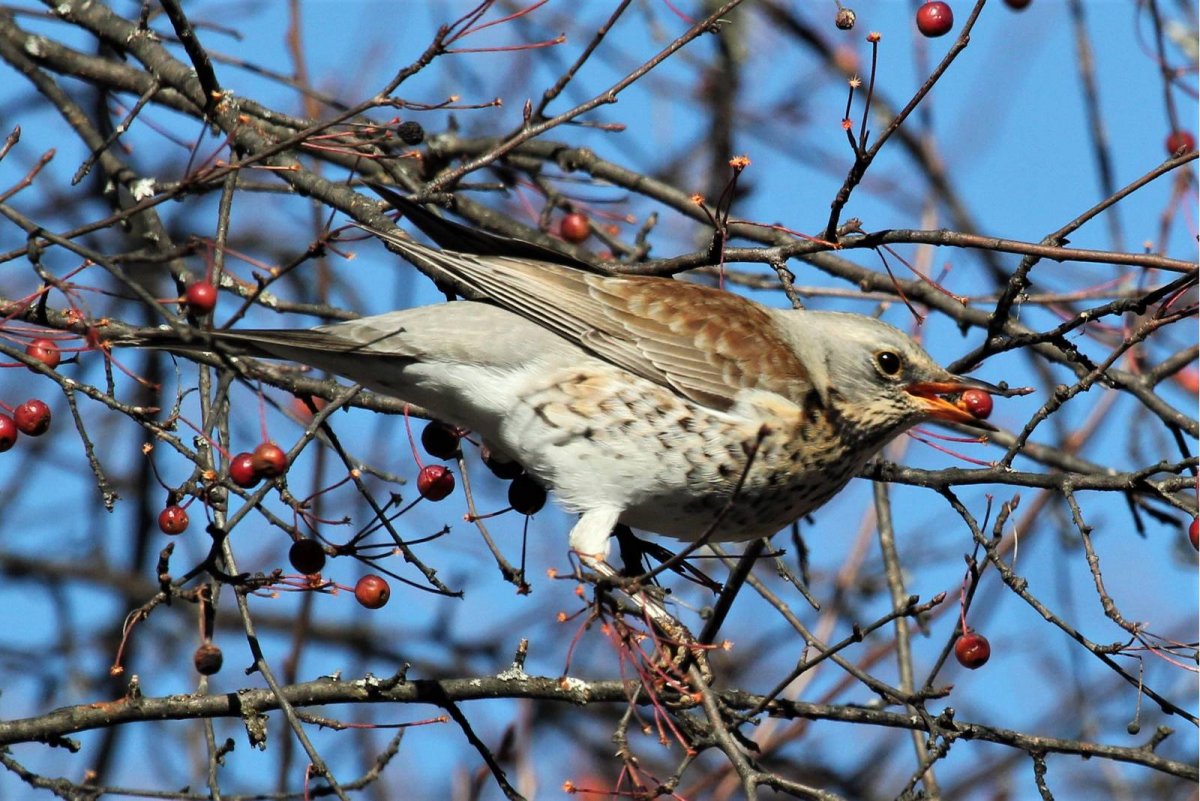 Дрозд рябинник рисунок