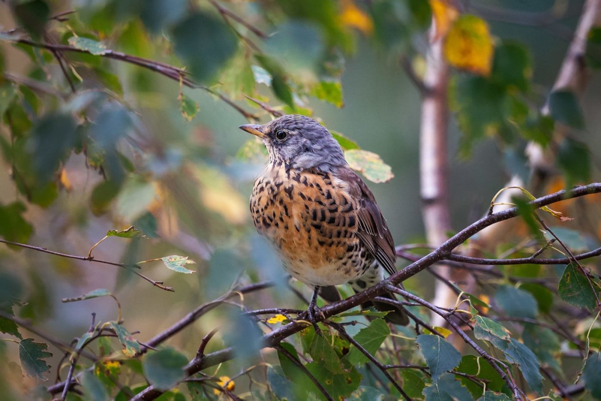 Клест рябинник