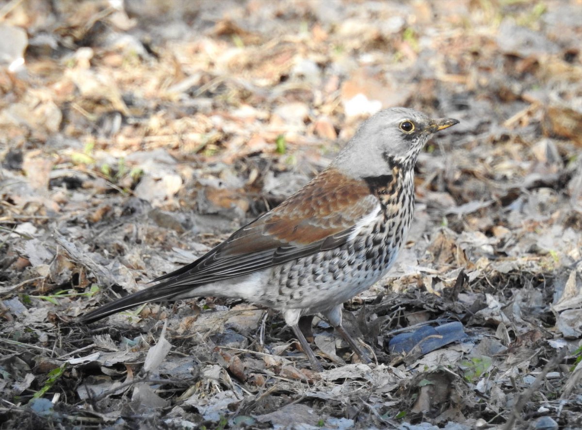 Дрозд рябинник Fieldfare turdus pilaris