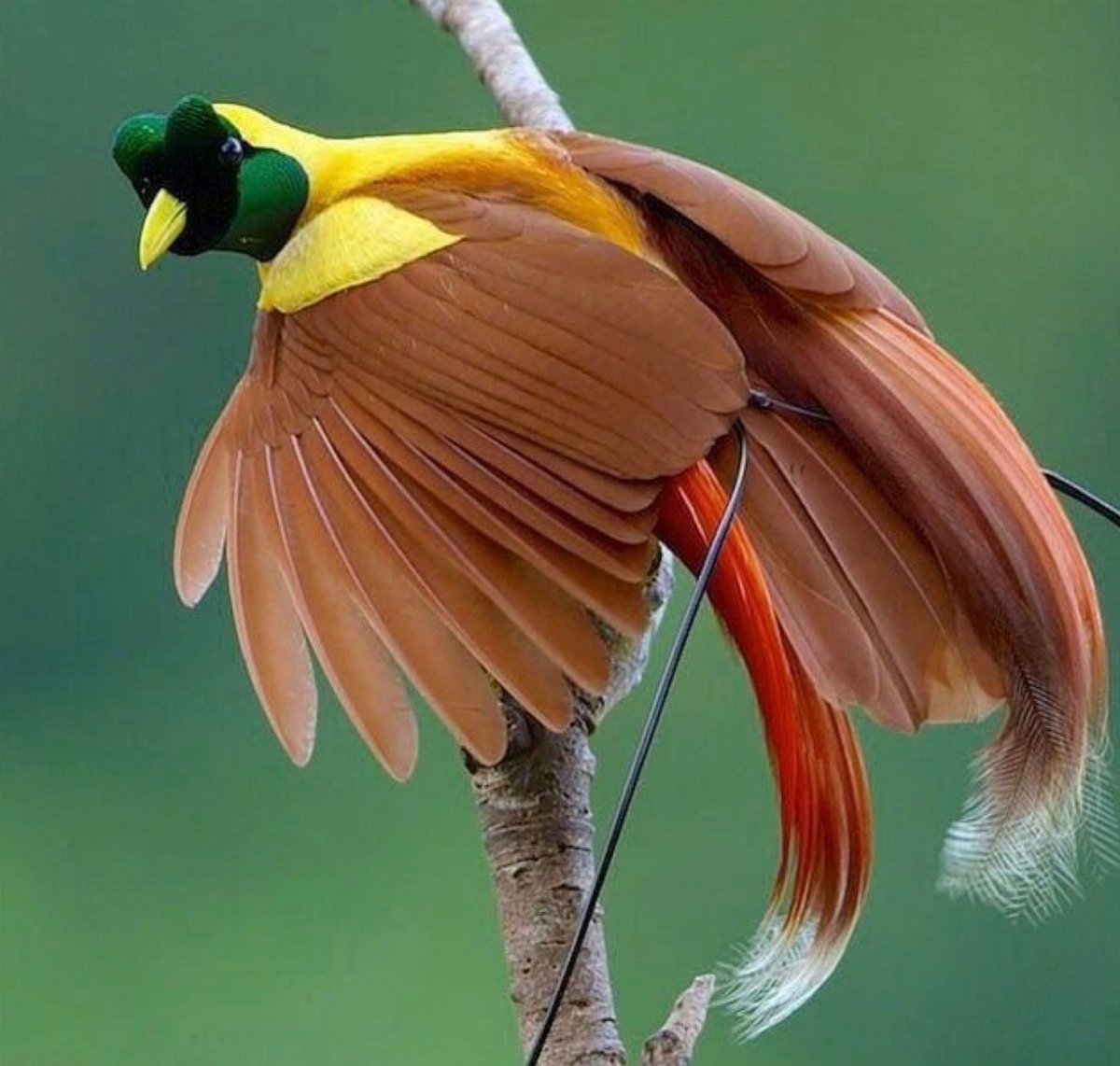 Птица гоацин гнездо