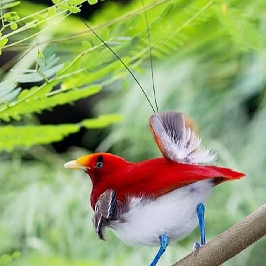 Реггинова Райская птица