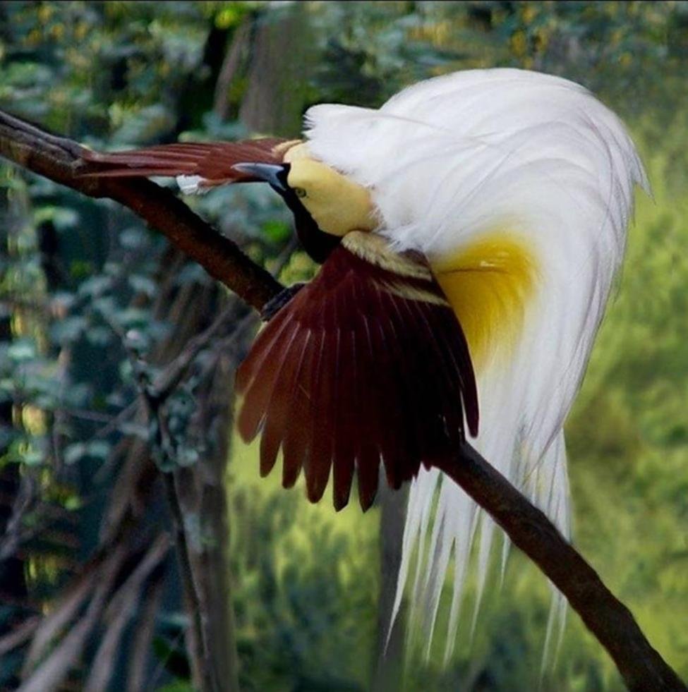 Райская птица Голди
