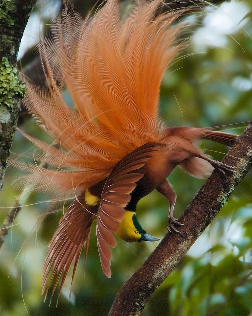 Райская мухоловка