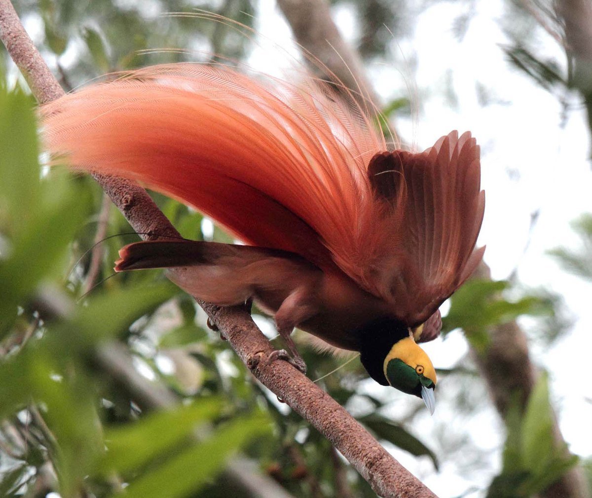 Реггинова Райская птица