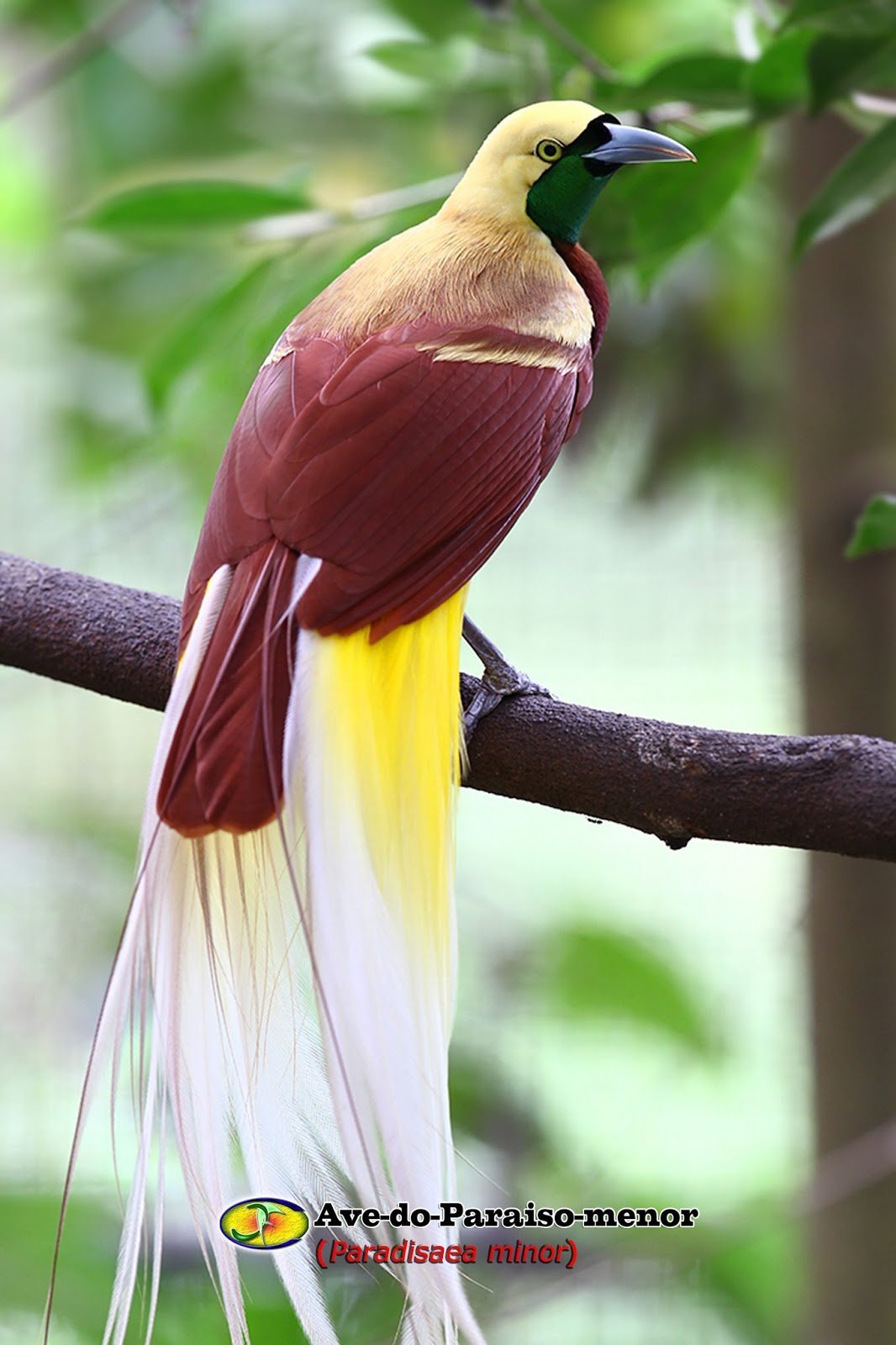 Лирохвост самка