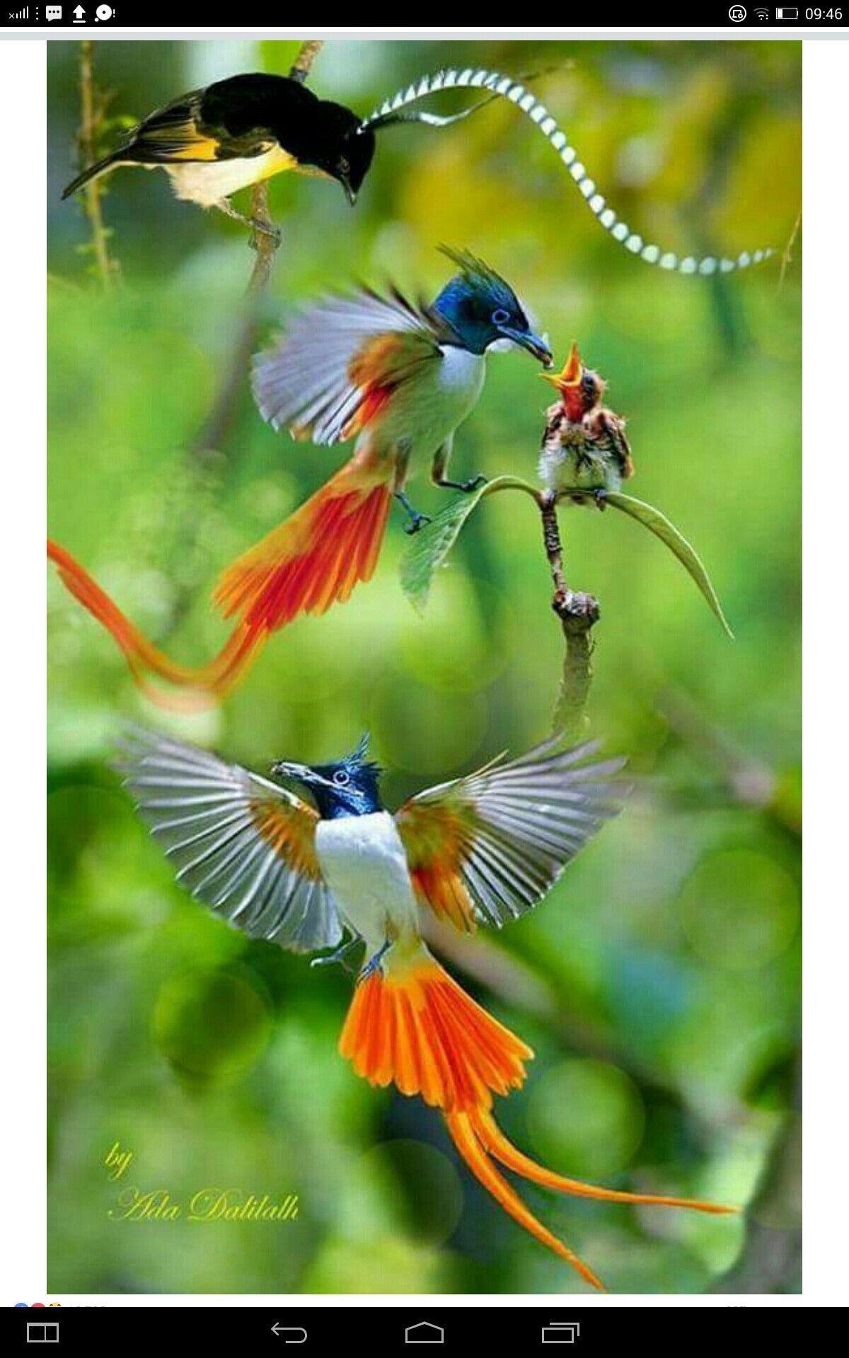 Синяя Райская птица принца Рудольфа