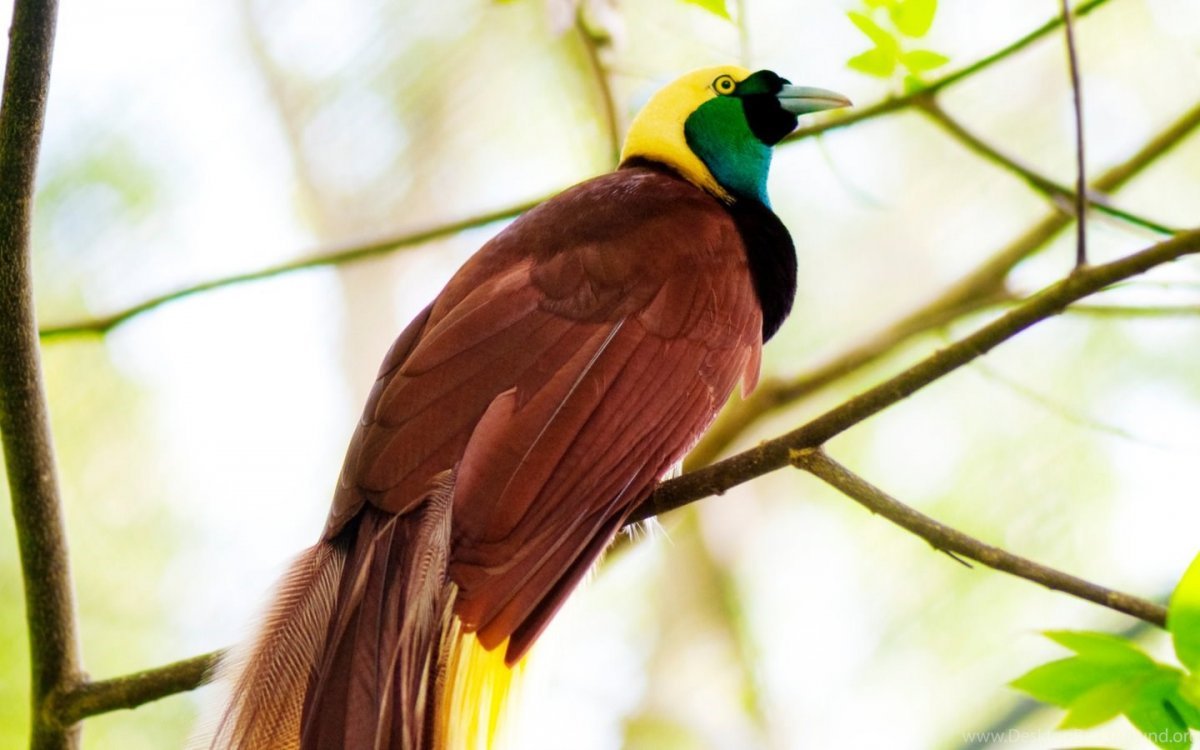 Перья экзотических птиц