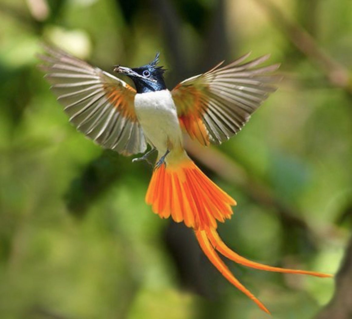 Синеголовая великолепная Райская птица