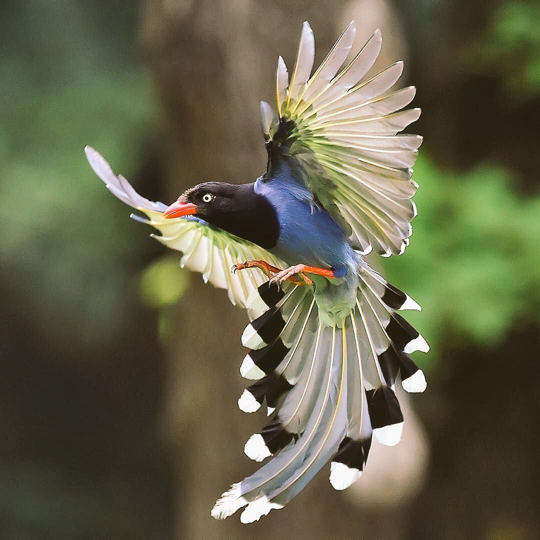 Толстоклювая Лазоревая сорока