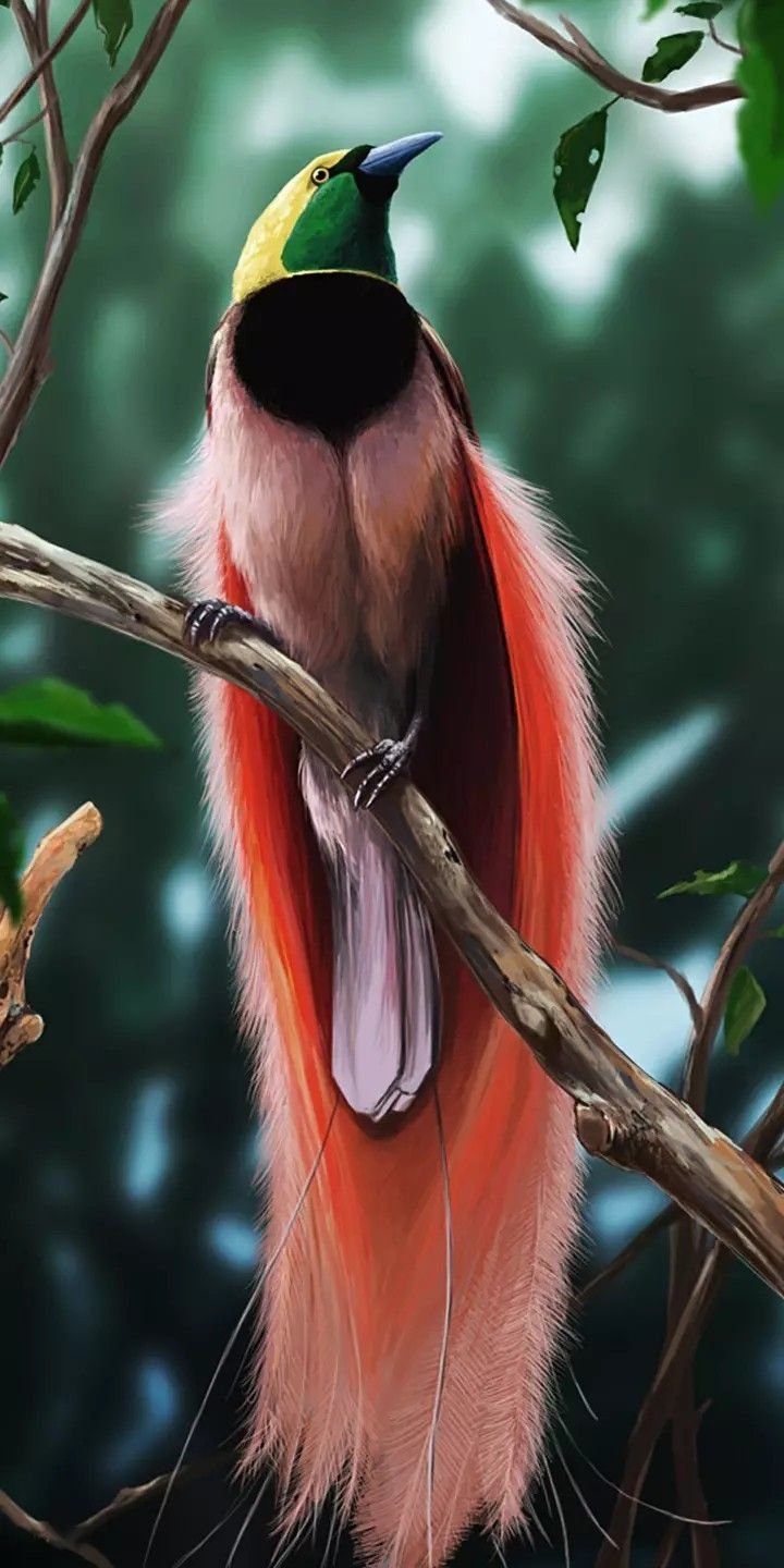 Синеголовая великолепная Райская птица