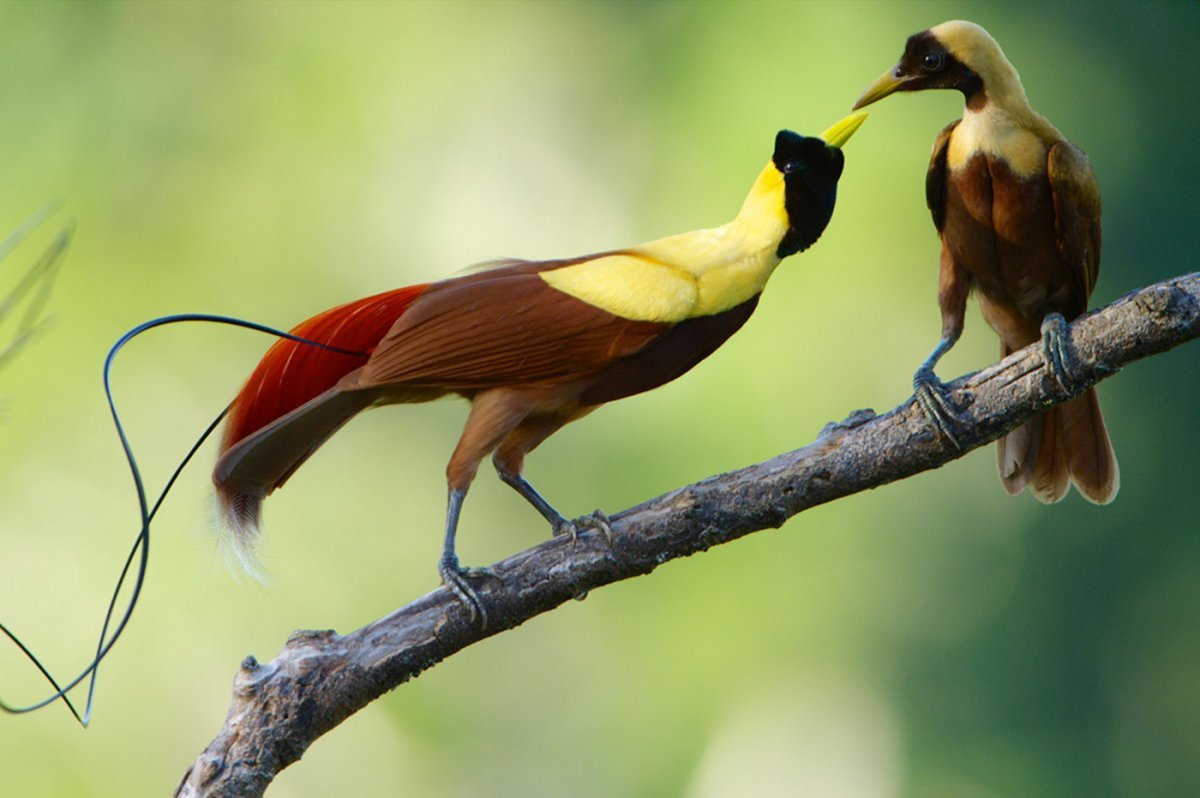 Королевская Райская птица Вилсона