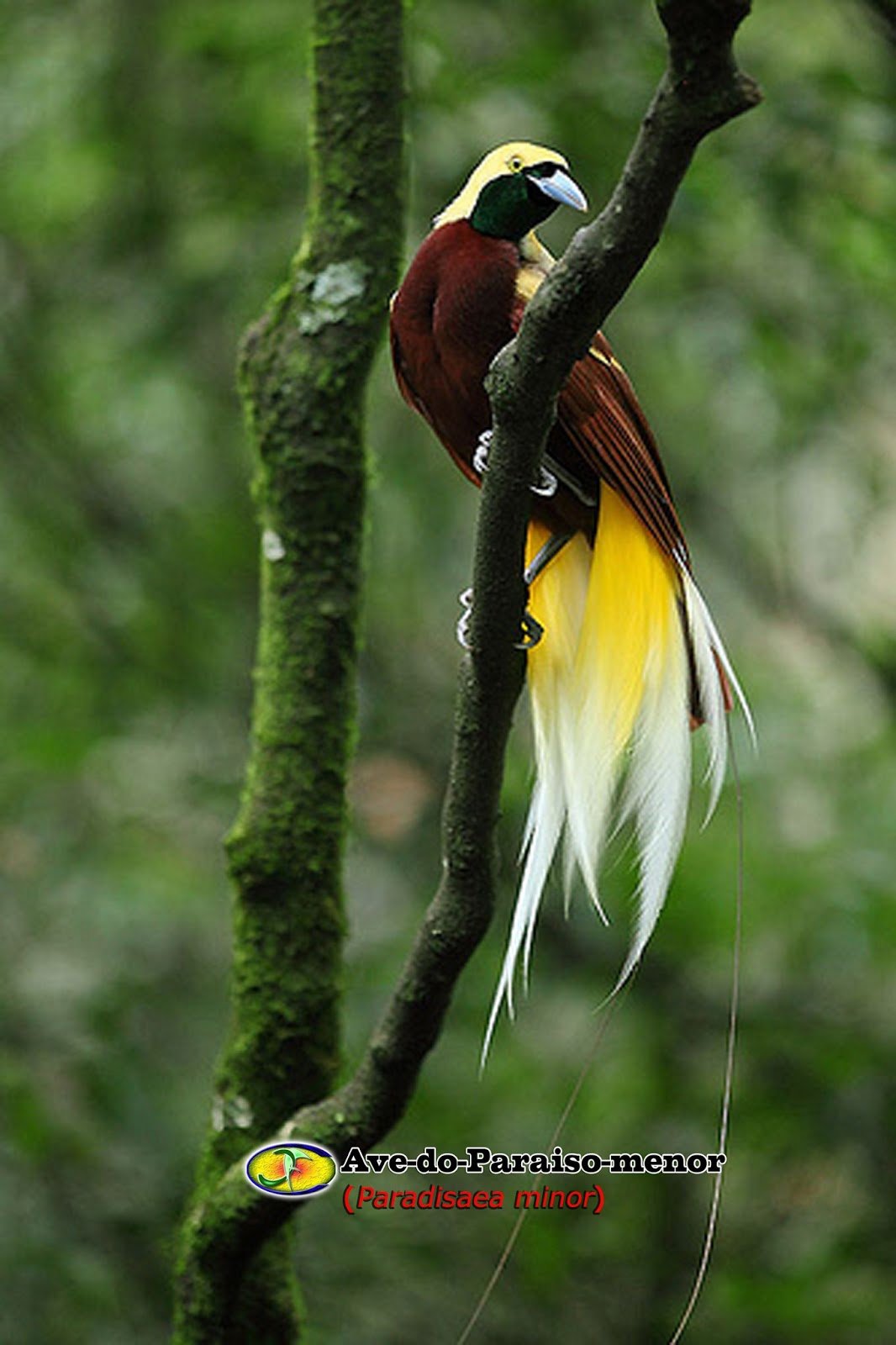 Реггианова Райская птица