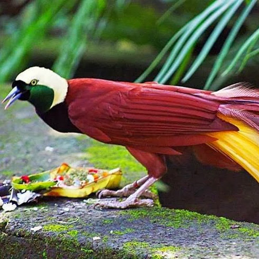 Королевская Райская птица Вилсона