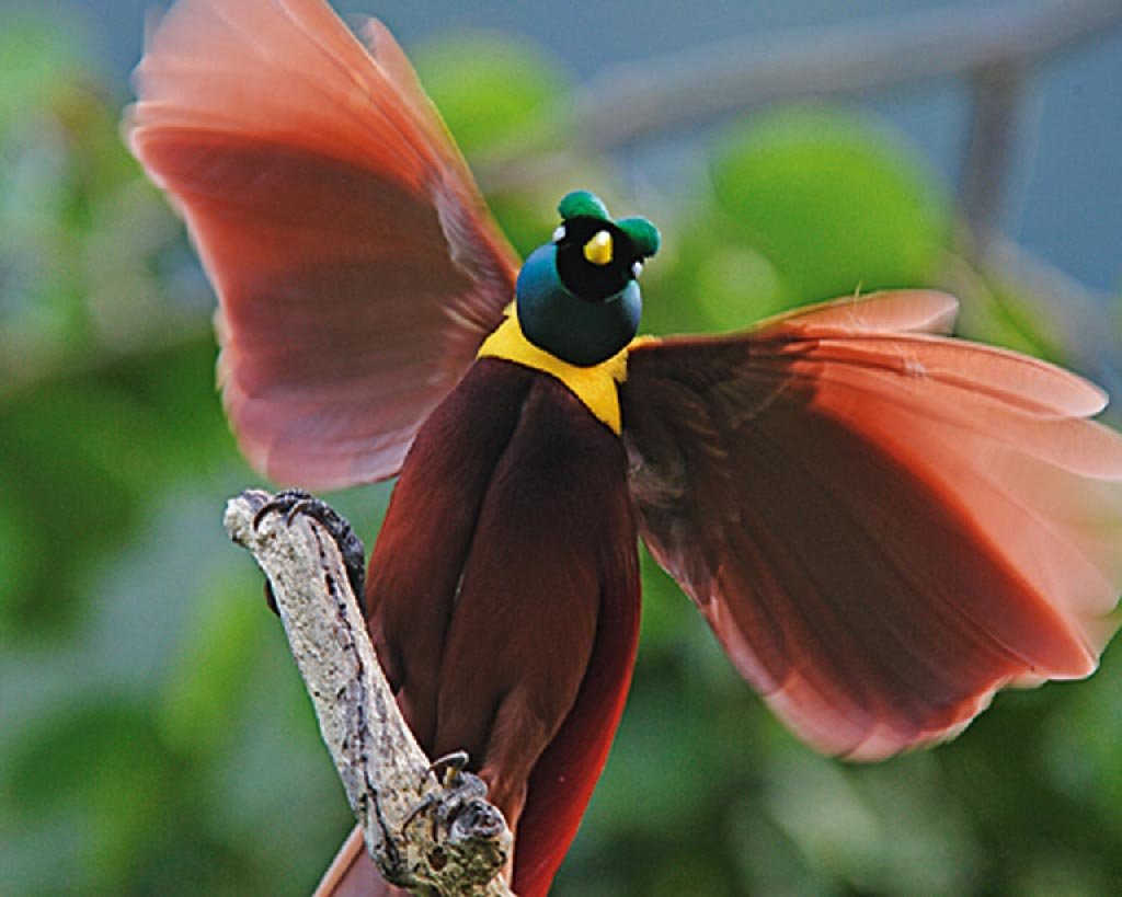 Реггианова Райская птица