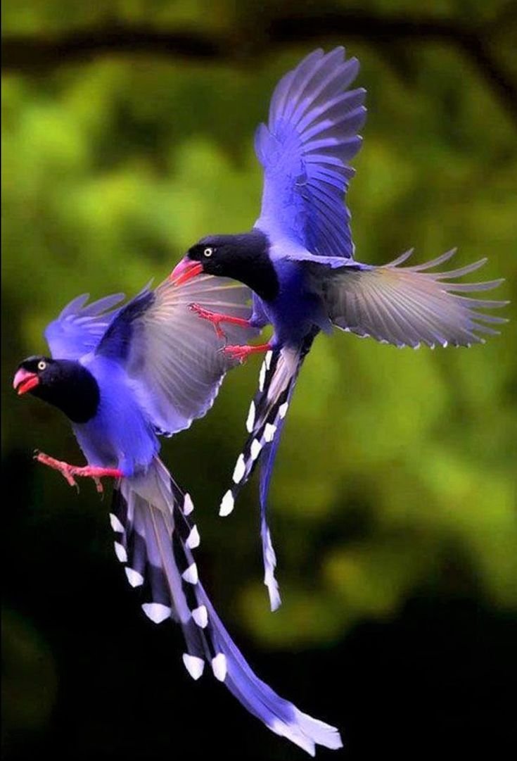 Тайваньская толстоклювая Лазоревая сорока