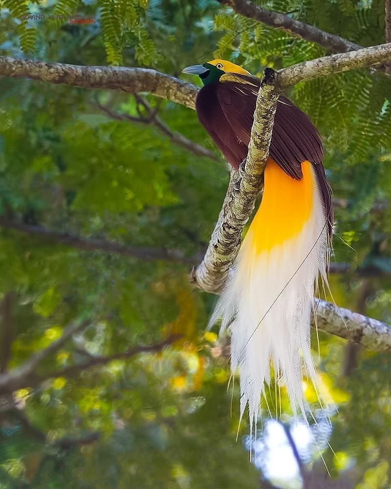 Синеголовая великолепная Райская птица