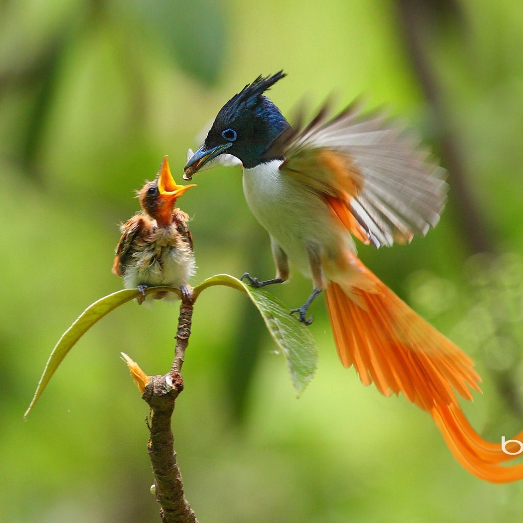 Синеголовая Райская птица
