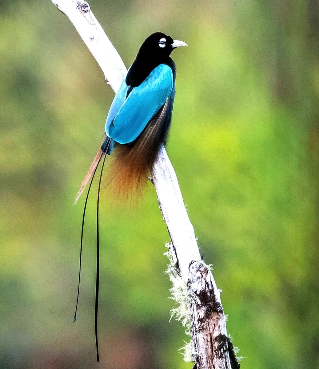 Красная Райская птица paradisaea rubra