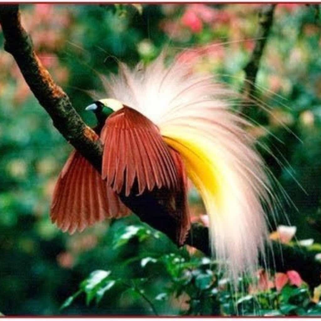 Райский птички Кейси