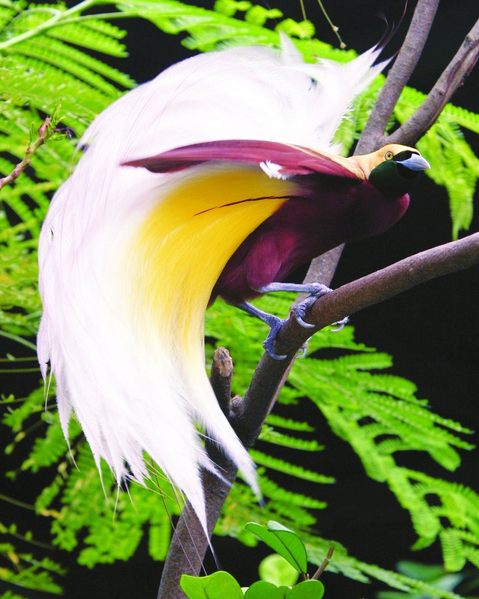 Тропические птицы