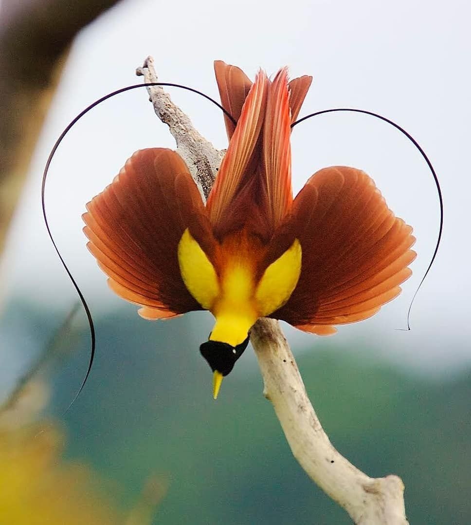 Райские птицы новой Гвинеи