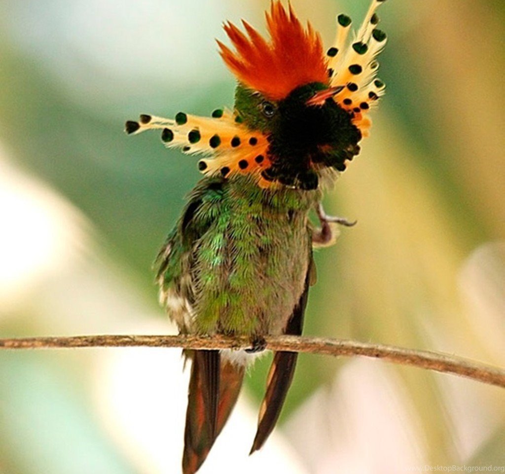 Фазан Гималайский монал