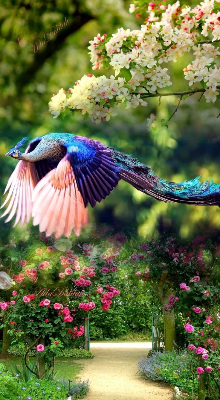 Райская птица большой изумруд