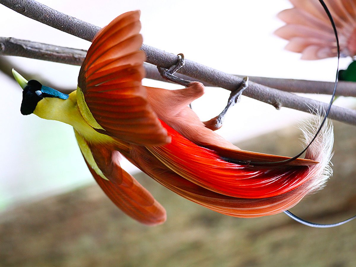 Райские птицы в полёте