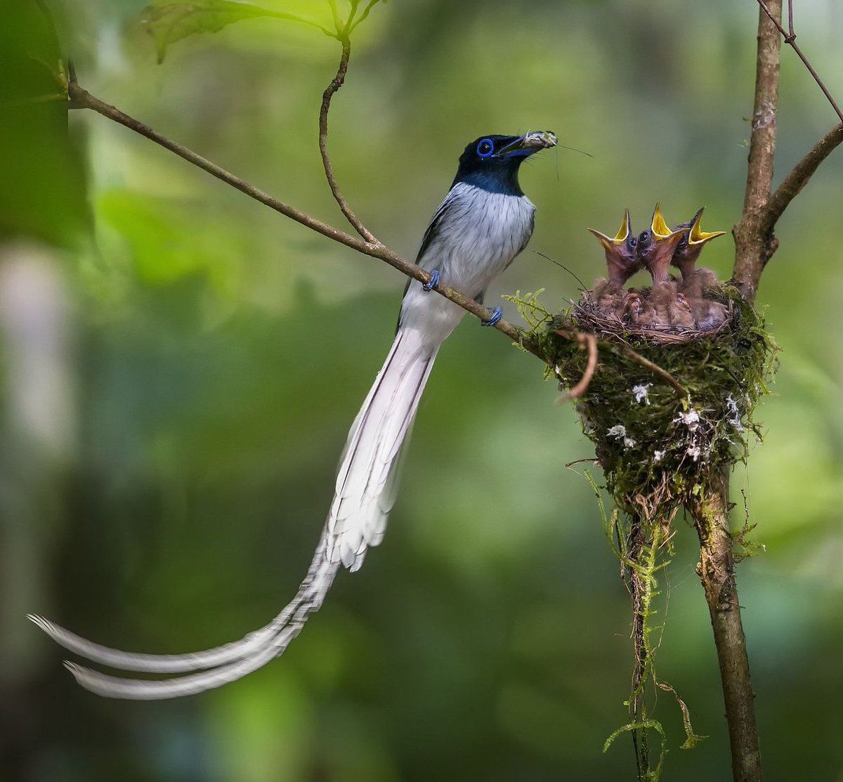 Синеголовая великолепная рай