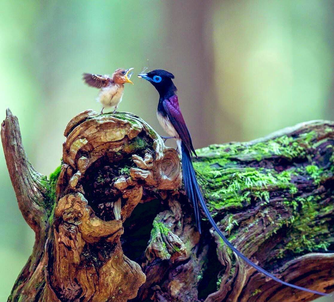 Красная Райская птица