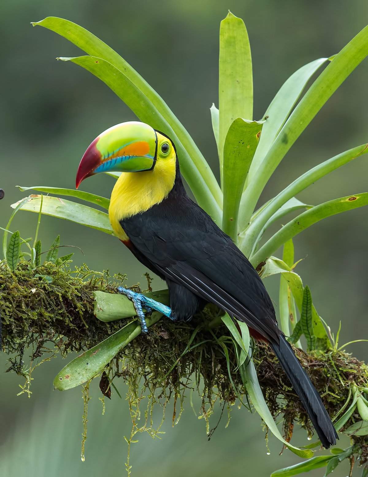 Райские птицы в природе