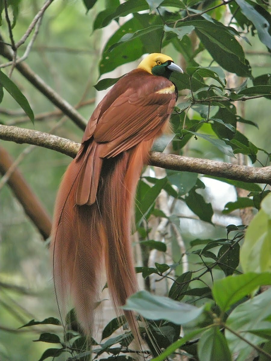 Длиннохво́стый блестя́щий скворе́ц
