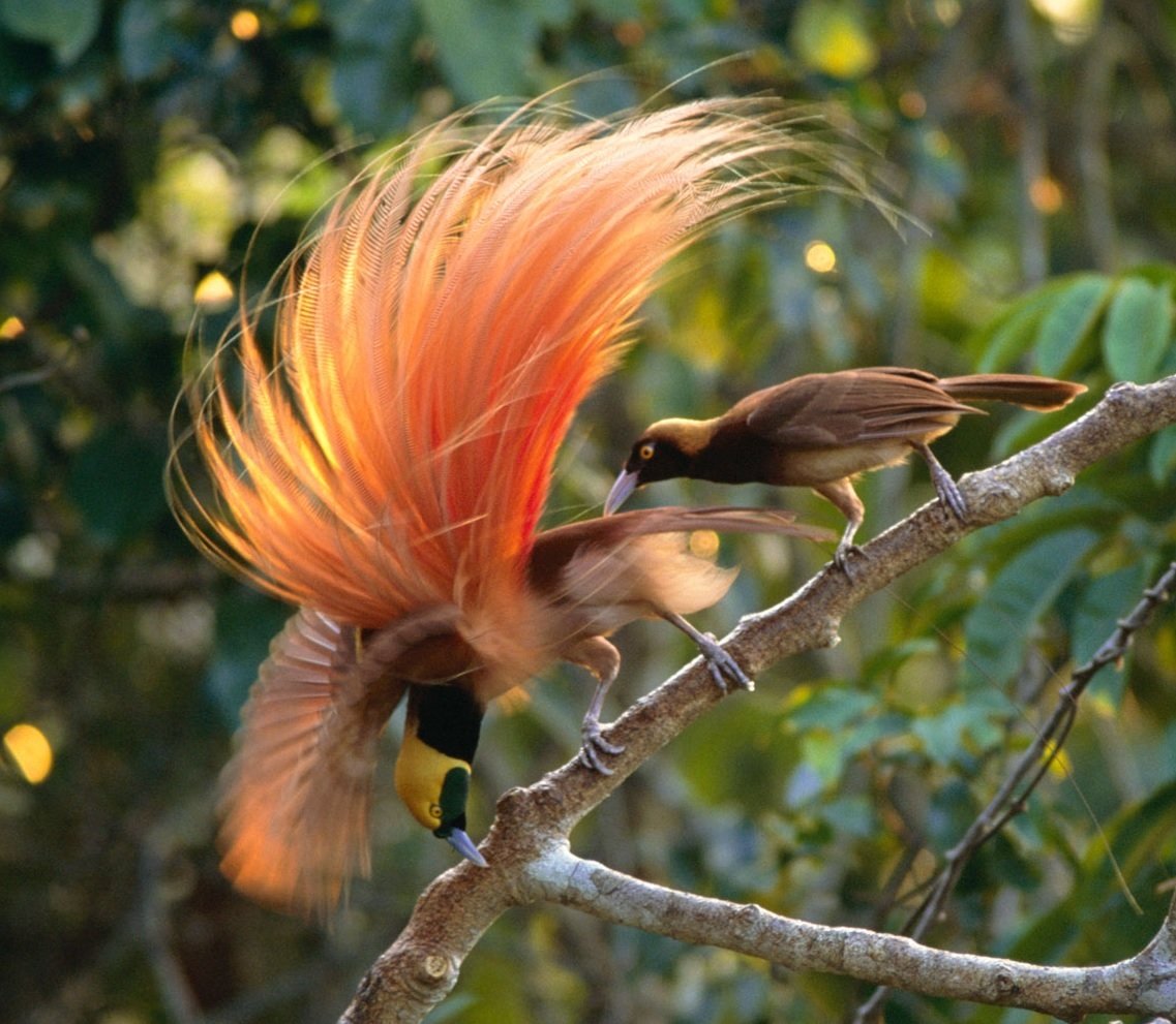 Гваделупский Квезаль