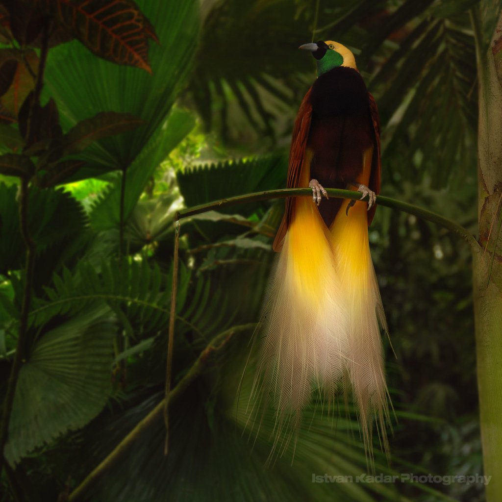 Безногая Райская птица