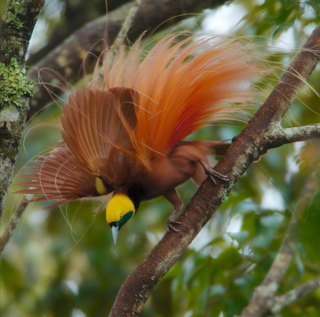 Тукан бананоед