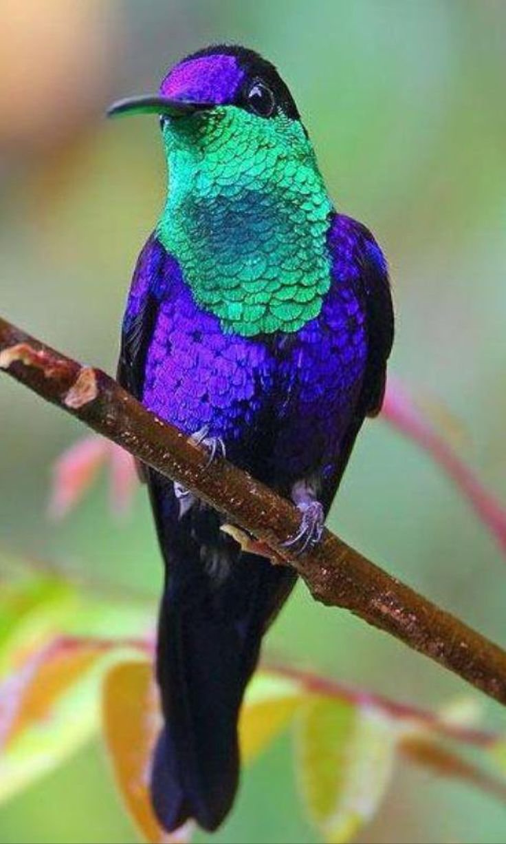 Райская певчие птицы