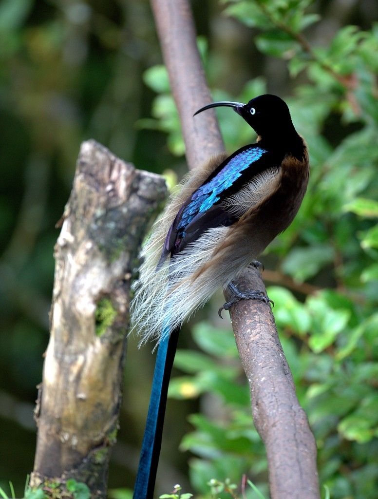 Райские птички