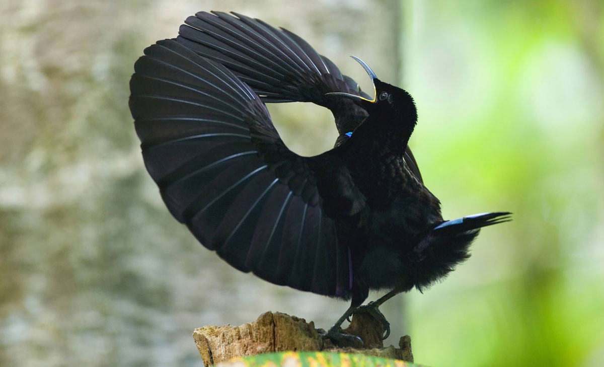 Обыкновенный Павлин Черноплечий