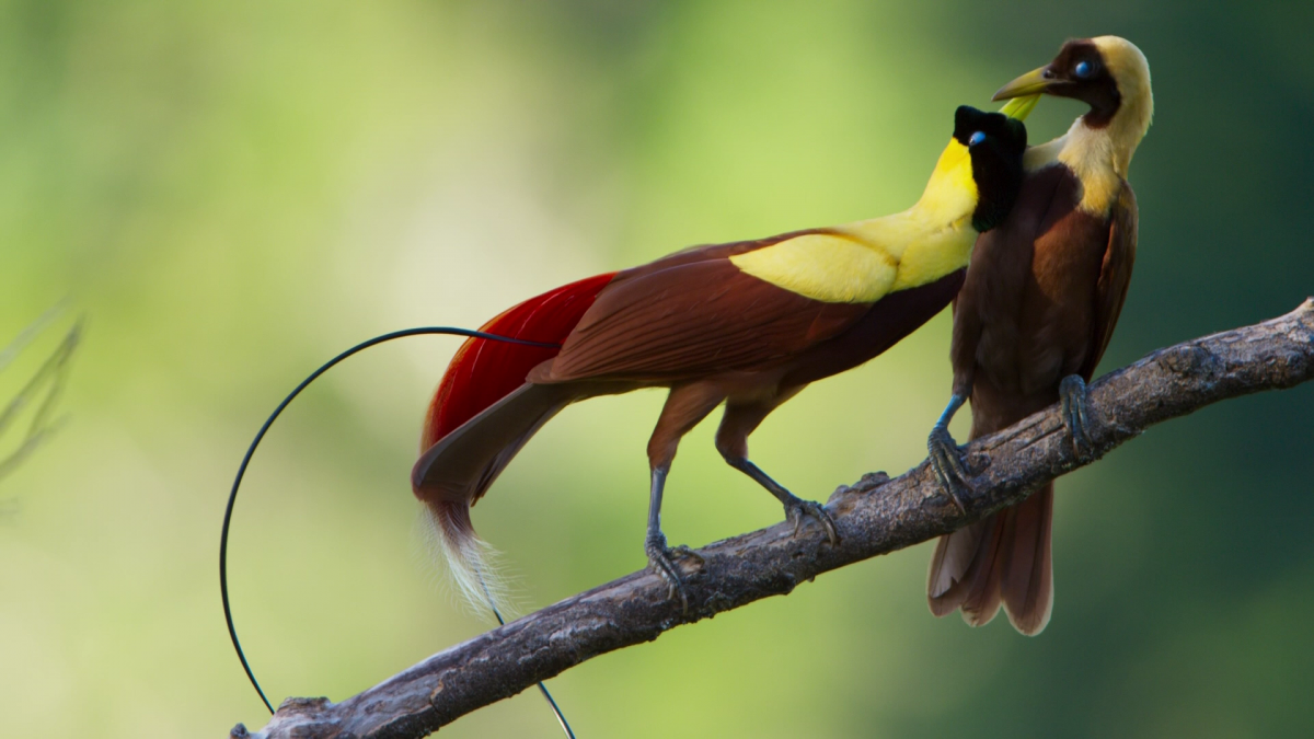 Райские птицы