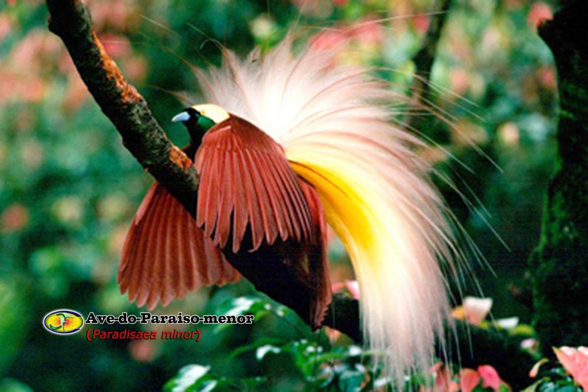 Птицы Южной Кореи