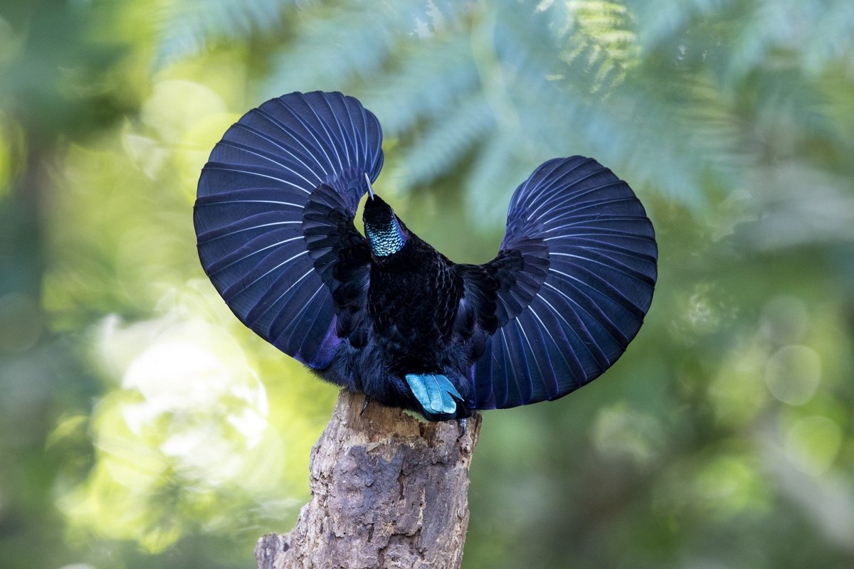 Щитоносная Райская птица Виктории